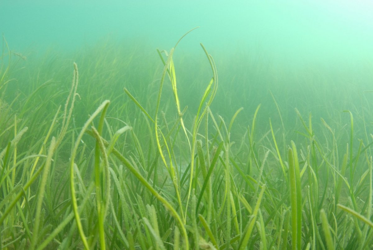 Life history events of eelgrass (Zostera marina L.) populations across ...