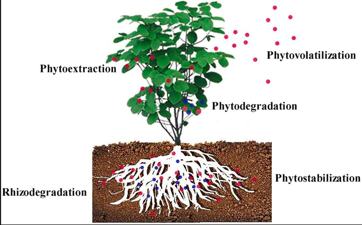 Phytoremediation Of Radionuclides In Soil, Sediments And Water