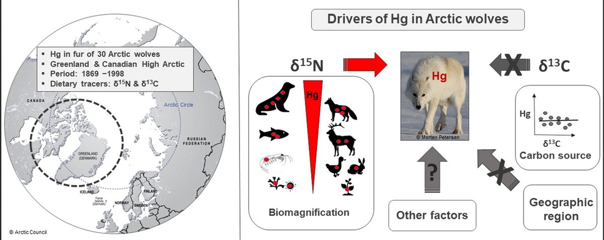 An assessment of mercury and its dietary drivers in fur of Arctic ...