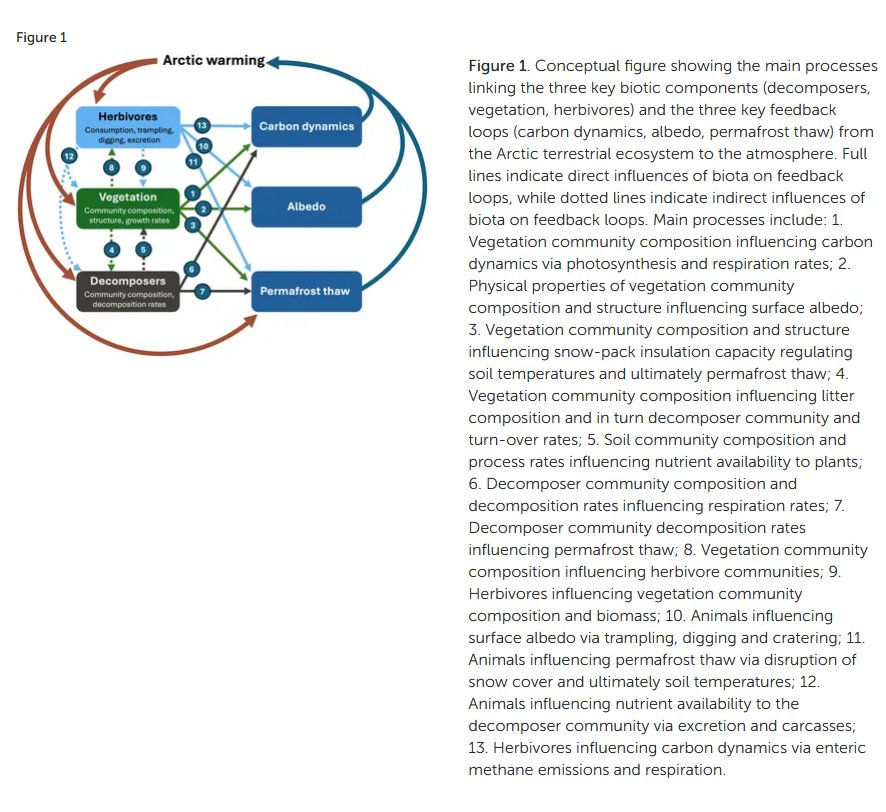 Highlighting the role of biota in feedback loops from tundra ecosystems ...
