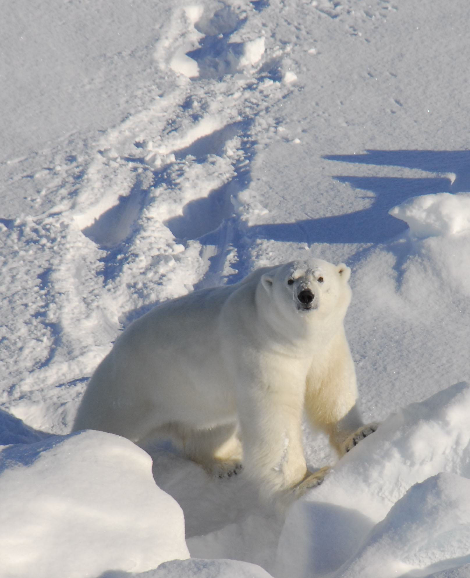 From brown to white – evolution of the polar bear