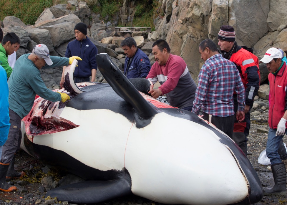 Killer Whales Eating People